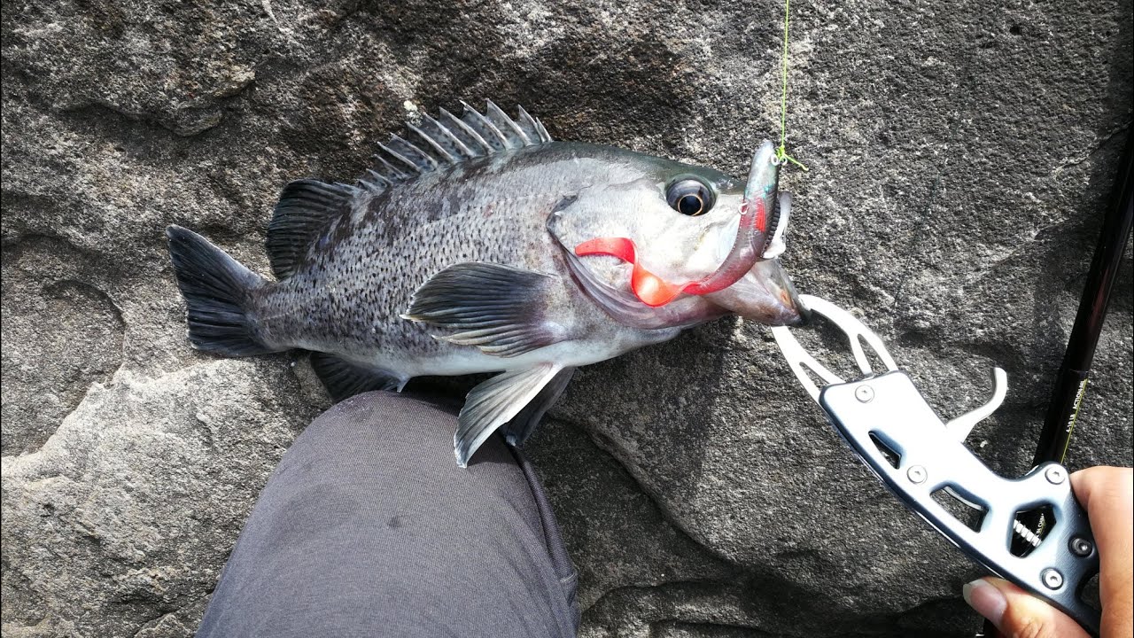 Jetty Fishing in Ocean Shores Washington State for Black Rockfish and Greenling