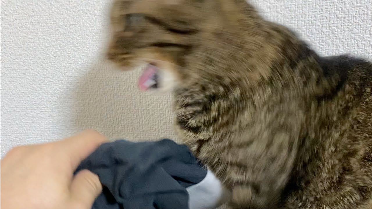 凶暴猫に俺のパンツの匂いを嗅がせた結果...　まとめ