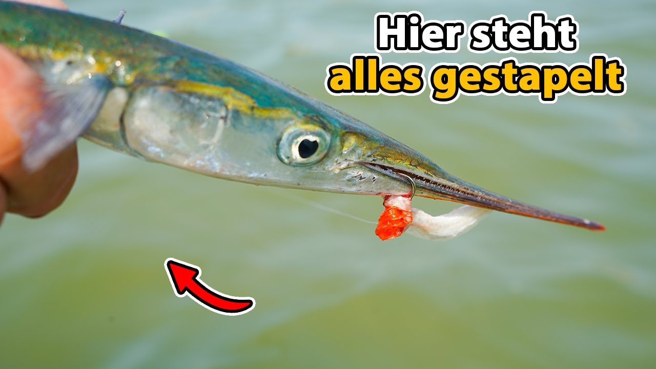 Effektiv mit Köderfisch auf Hornhecht (Beste Strategie)