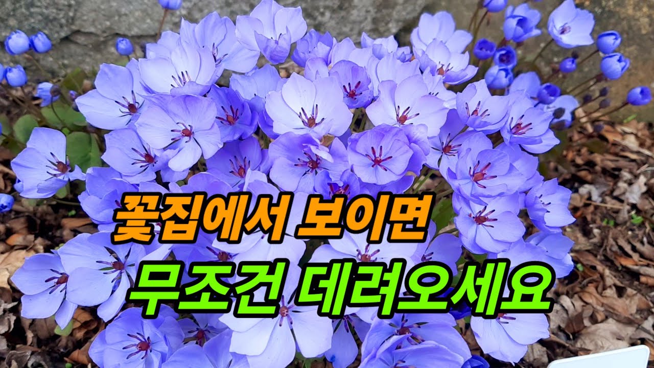 노지에서 월동잘하고 봄을 선물하는꽃 10종