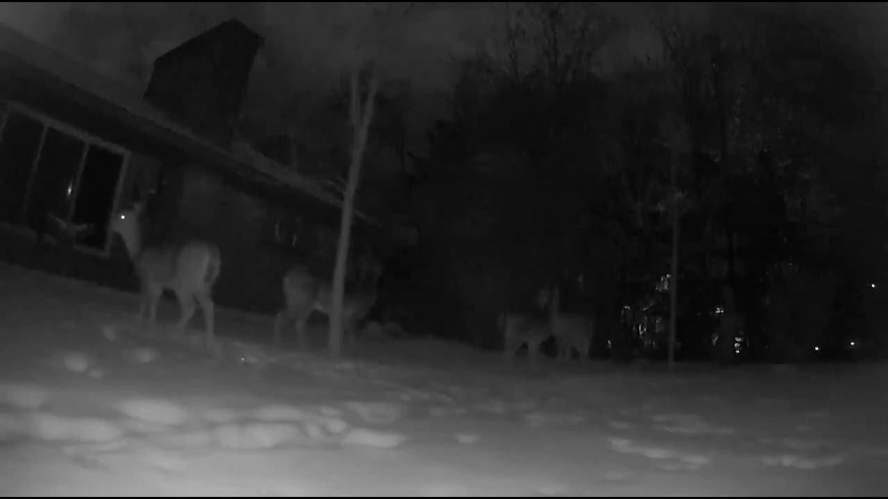 Watching The Deer #doe #deer #wildlife #asmr #relax 