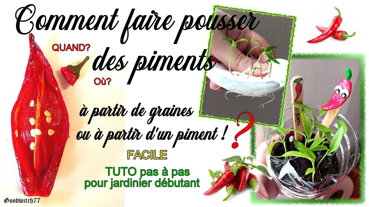 Comment faire pousser des piments à partir de graines ou d'un piment acheté? Tuto facile + astuces