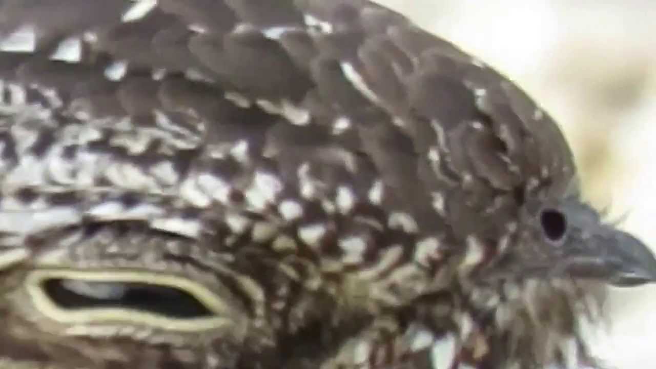 Common Nighthawk (Chordeiles minor) Sleeping in the Road Close Up of the Tiny Bill