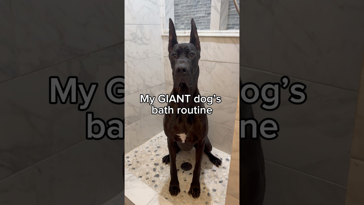 Do you think Silly enjoyed it? 🧼🐾🖤 #dogsofyoutube #greatdane  #dogbath #asmr #doggroominglife