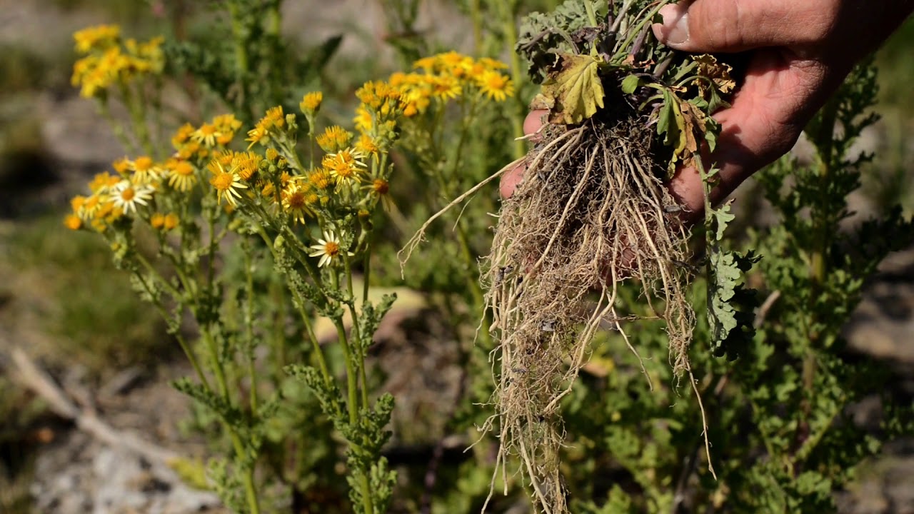 2018 Vol 3 NWV 9 Tansy Ragwort