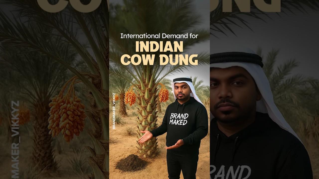 Индийский коровий навоз пользуется большим спросом в арабских странах🐄🌍💰