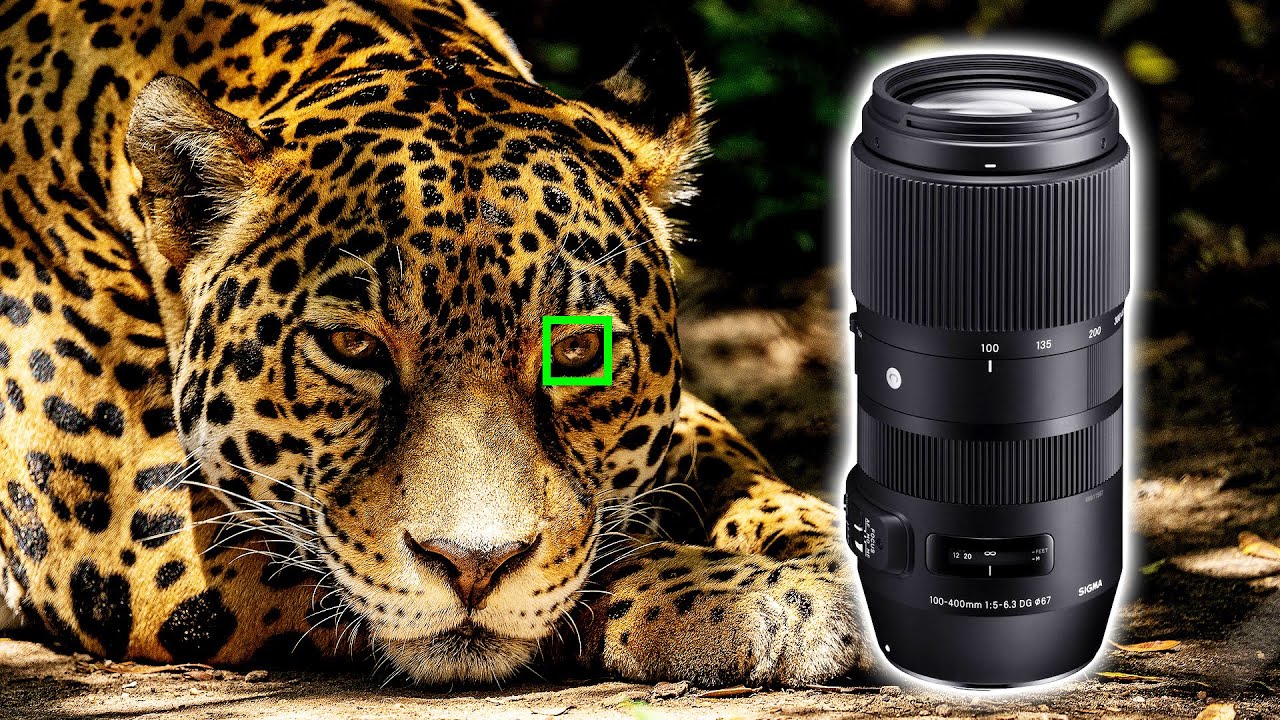 Sigma 100-400mm DG DN Lens Review - SUPER ZOOM Lens for Sony Cameras!