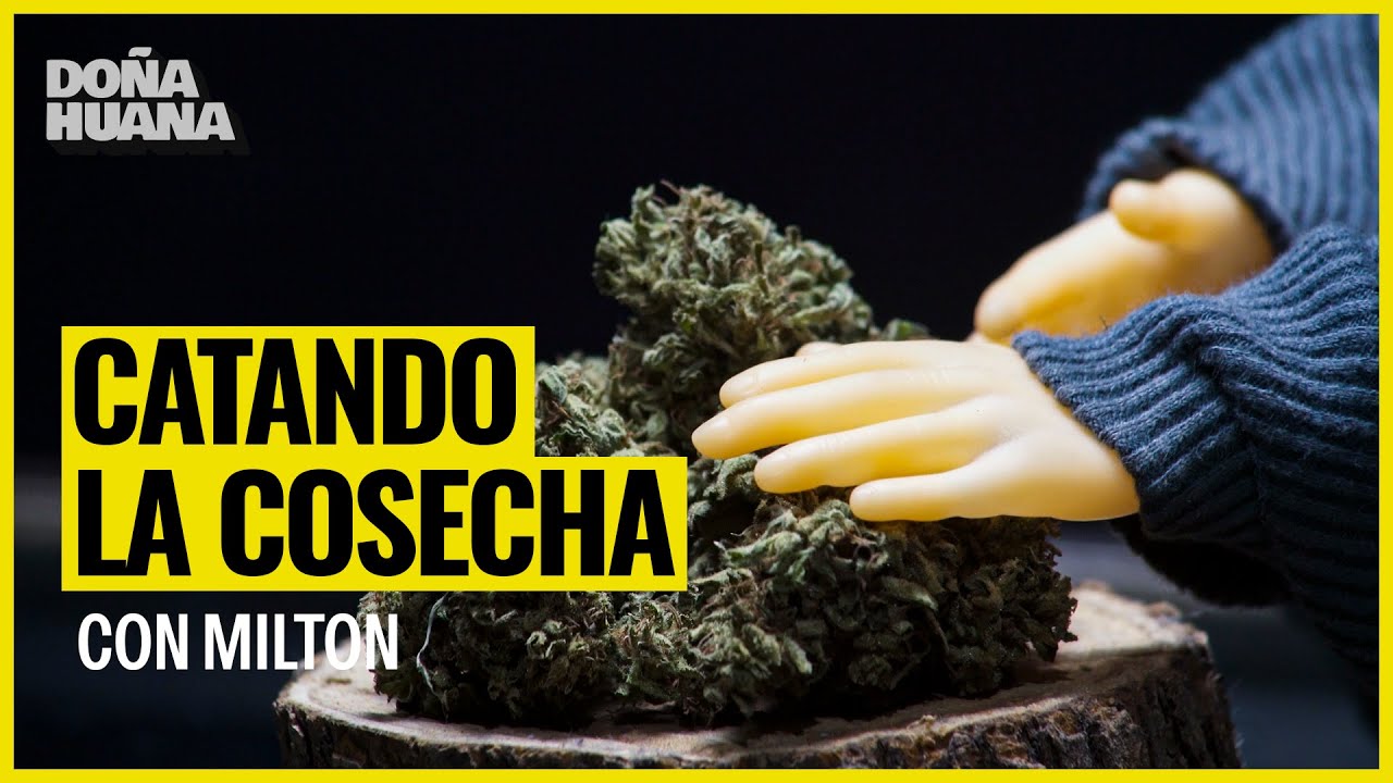 CATANDO NUESTRA COSECHA CON MILTON - DISTINTAS GEN&Eacute;TICAS / EFECTOS - QUE FUMAR MA&Ntilde;ANA TARDE Y NOCHE