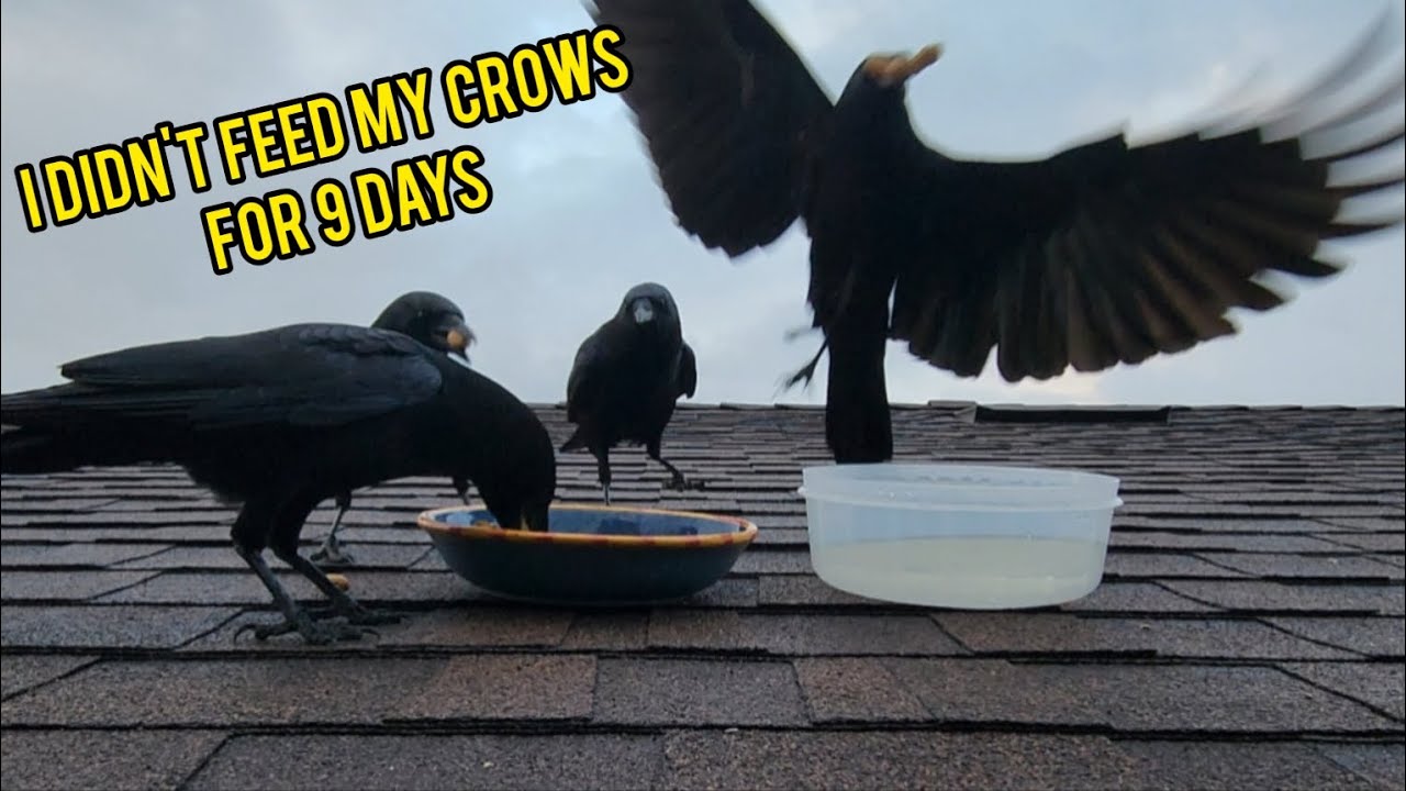 Are They Gone Or Will They Still Visit?