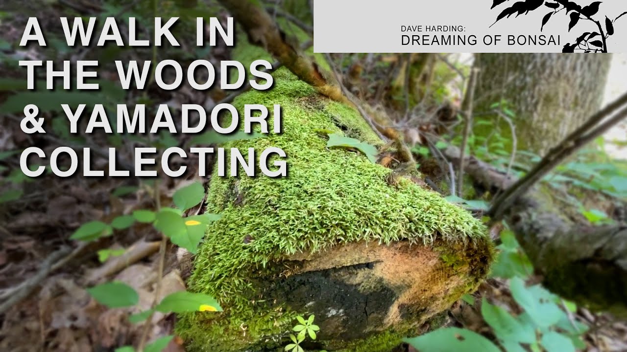 A Walk in the Woods & Yamadori Collecting, August 2023