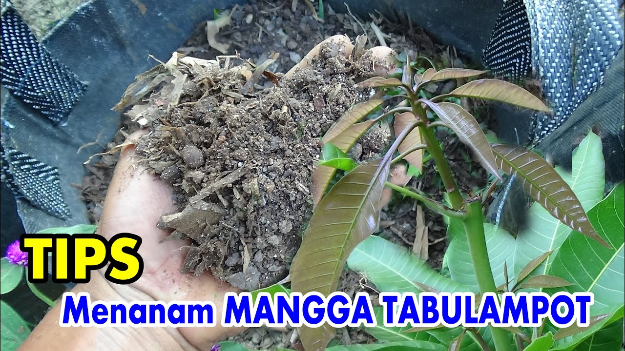 TIPS dan Panduan Langkah -Langkah Menanam MANGGA TabulamPOT
