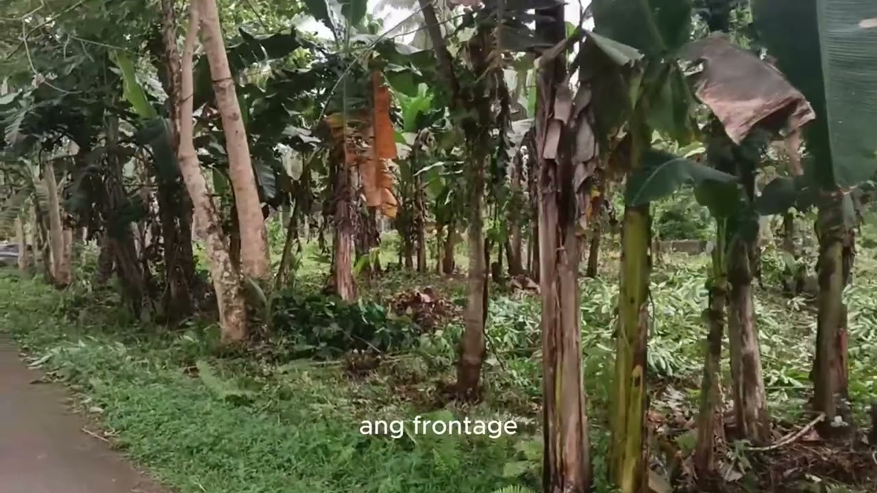 Lot For Sale in Tunga Leyte