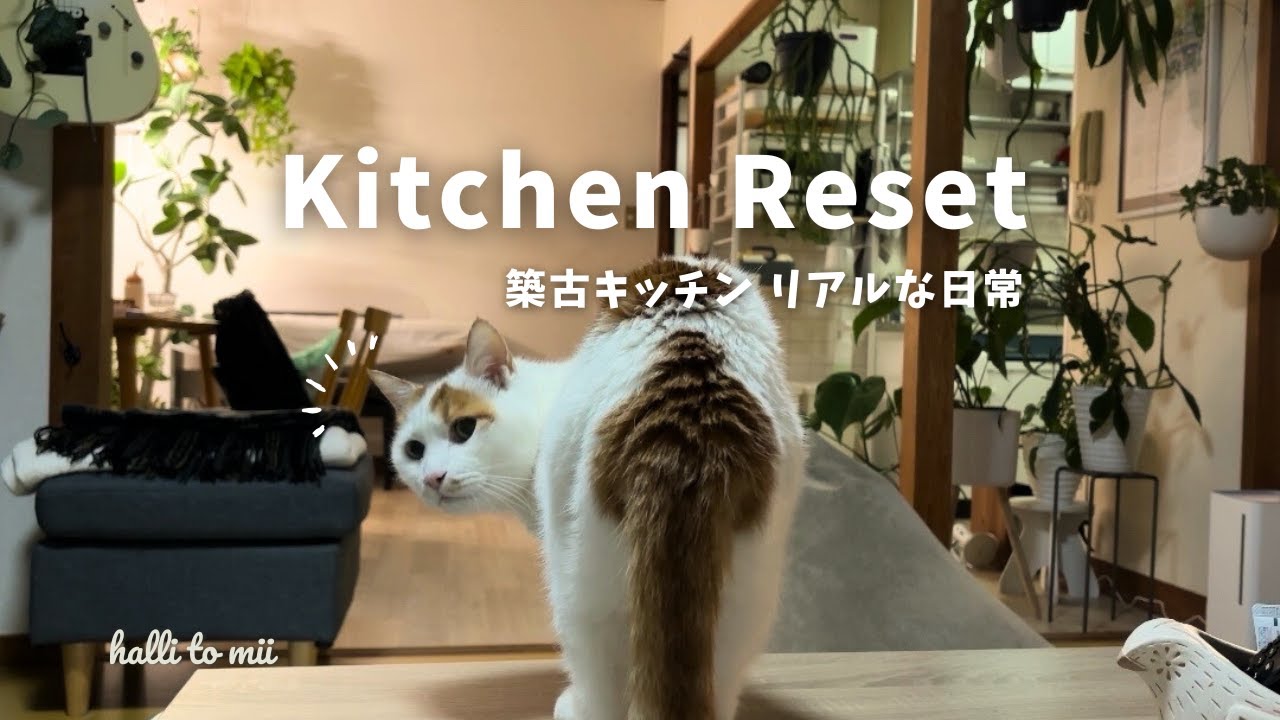 #27 モヤモヤキッチンをスッキリ|ゆる大掃除|遊んでほしい猫たち