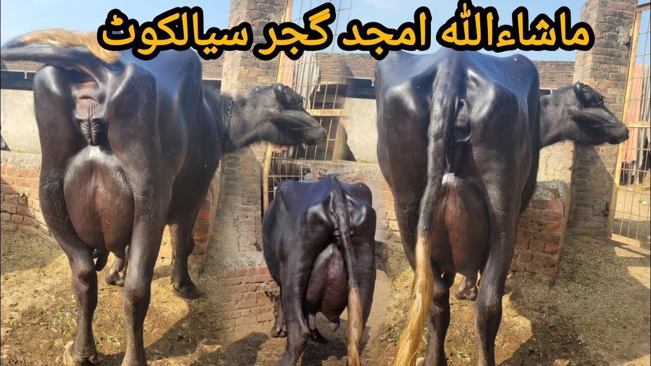 ماشاءاللہ امجد گجر سیالکوٹ کی 4 خوبصورت بھینسیں اور گائے برائےفروخت 6 مارچ 2026 HajiArfazChannel