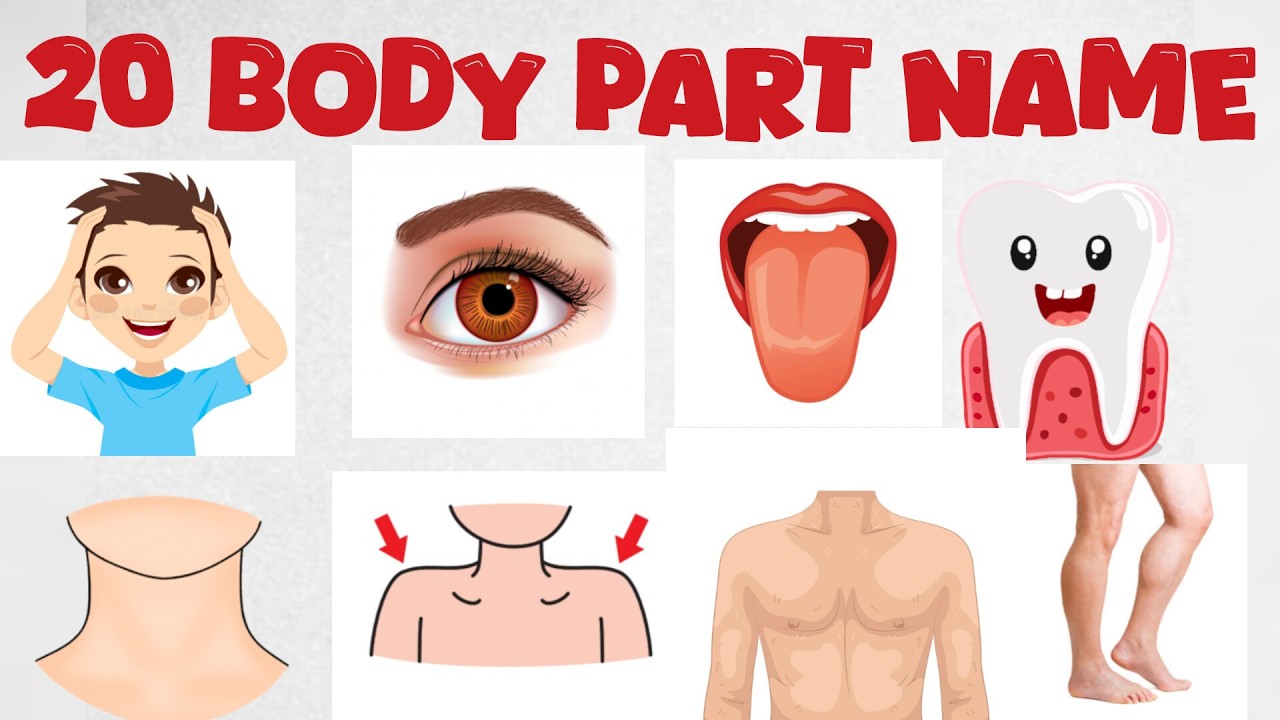 Body Parts Name for Kids | Head to Toe Learning | English Vocabulary for Children