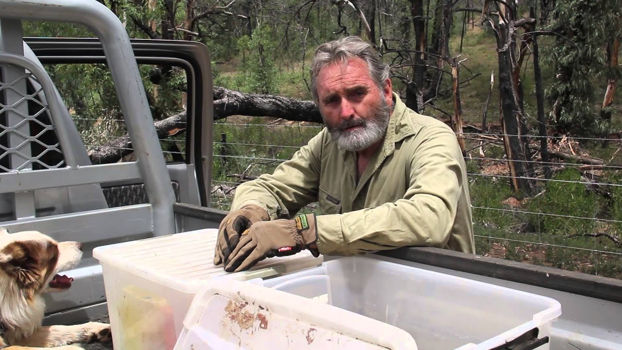 Wild dog management - putting it into action