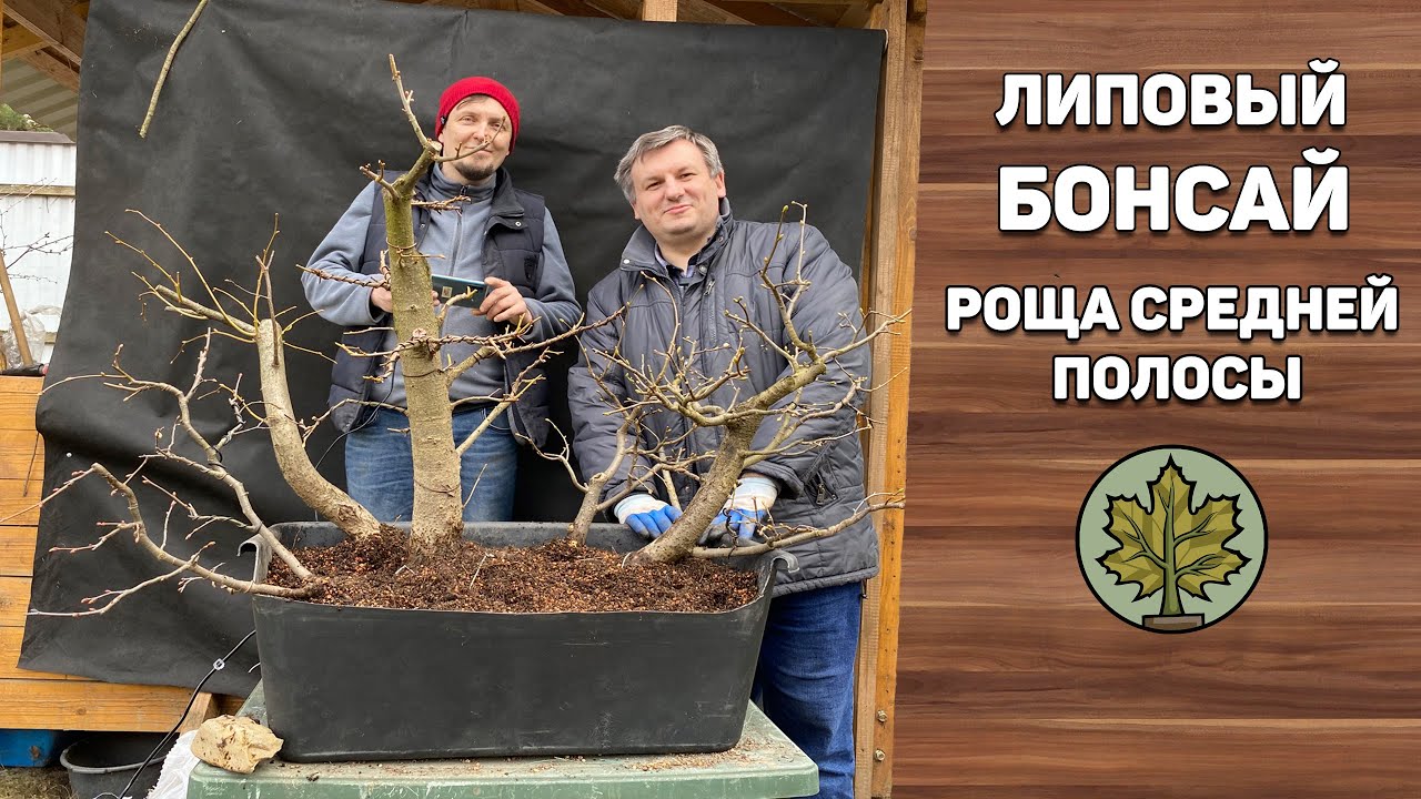Липовый бонсай. Роща средней полосы.