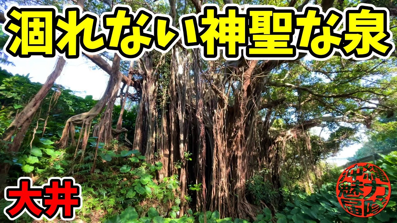 【大井のガジュマル】干ばつでも涸れない神聖な泉のウフカー！金満の杜の崖葬墓・国元ヌアジシー・高岩・金グンジョウ・地頭之殿・根屋大殿・御願小之嶽・ミルク川神・北山中山の遥拝所・下ムヌ井・大井ウフカー！