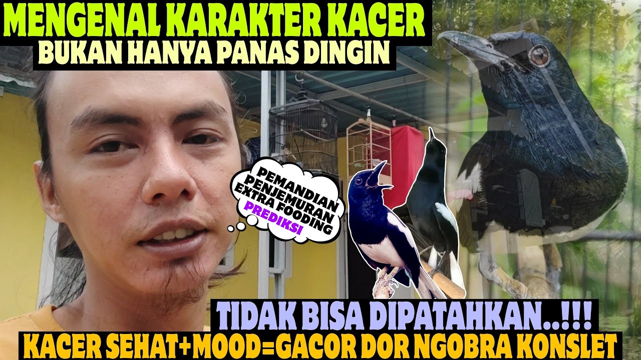 KARAKTER KACER ‼️ CUKUP BEGINI SAJA ⁉️ PASTI TAU MUDAHNYA BIKIN KACER GACOR DAN BUKA EKOR