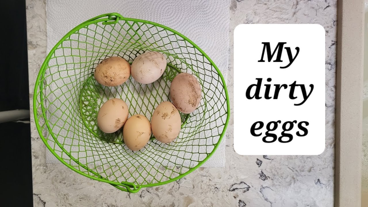 What to do when you have DIRTY eggs?