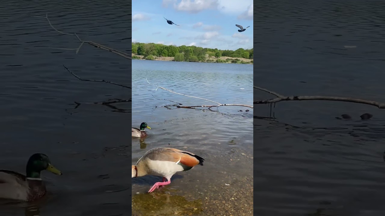 London Ducks 🦆