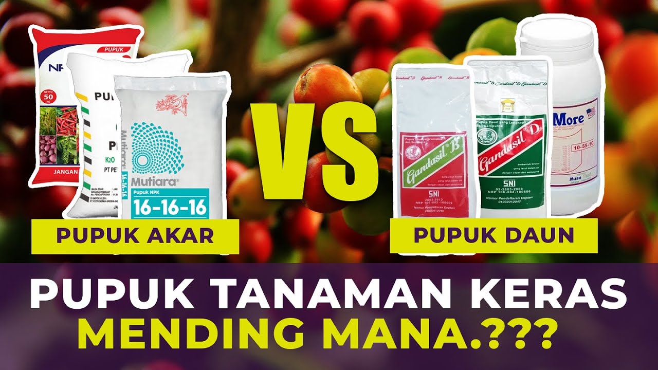 Pupuk Tanaman Keras Mending Pupuk Akar Atau Pupuk Daun.? | Q&A Eps 14