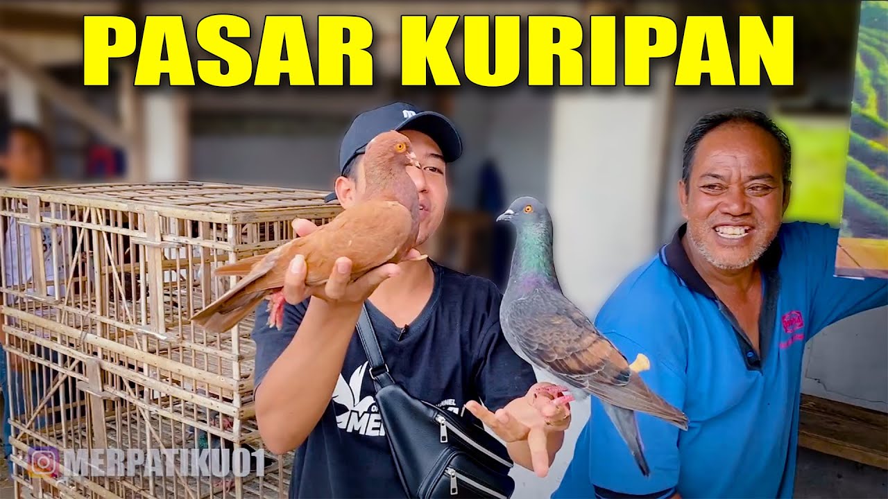 GR3BEK PASAR!! JAJAN MERPATI DIPASAR KURIPAN - CILACAP
