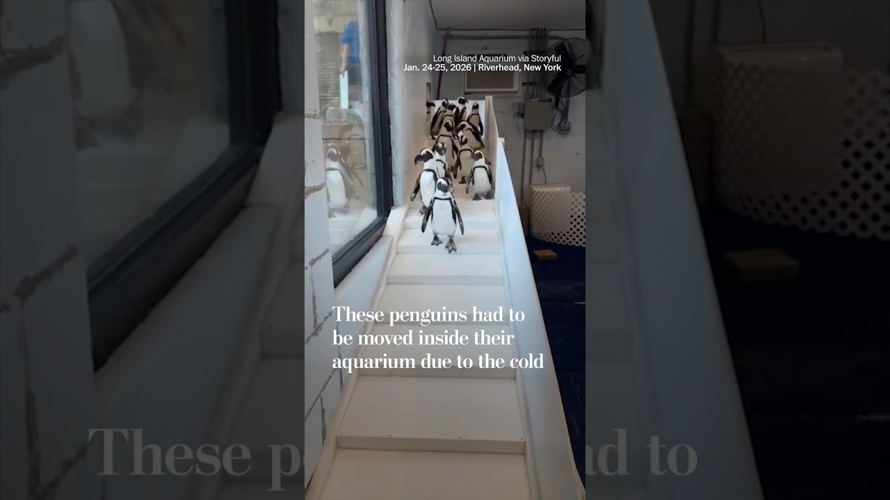 These penguins had to be moved inside their aquarium due to the cold