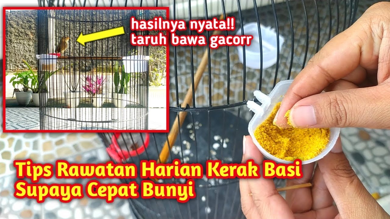 KATA SIAPA KERAK BASI SUSAH BUNYI? ikutin cara ini supaya cepat gacorrr