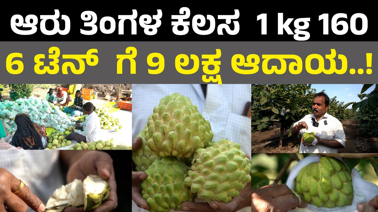 Custard Apple agriculture Karnataka 6 ಟೆನ್ ಗೆ 9 ಲಕ್ಷ ಆದಾಯ ..!