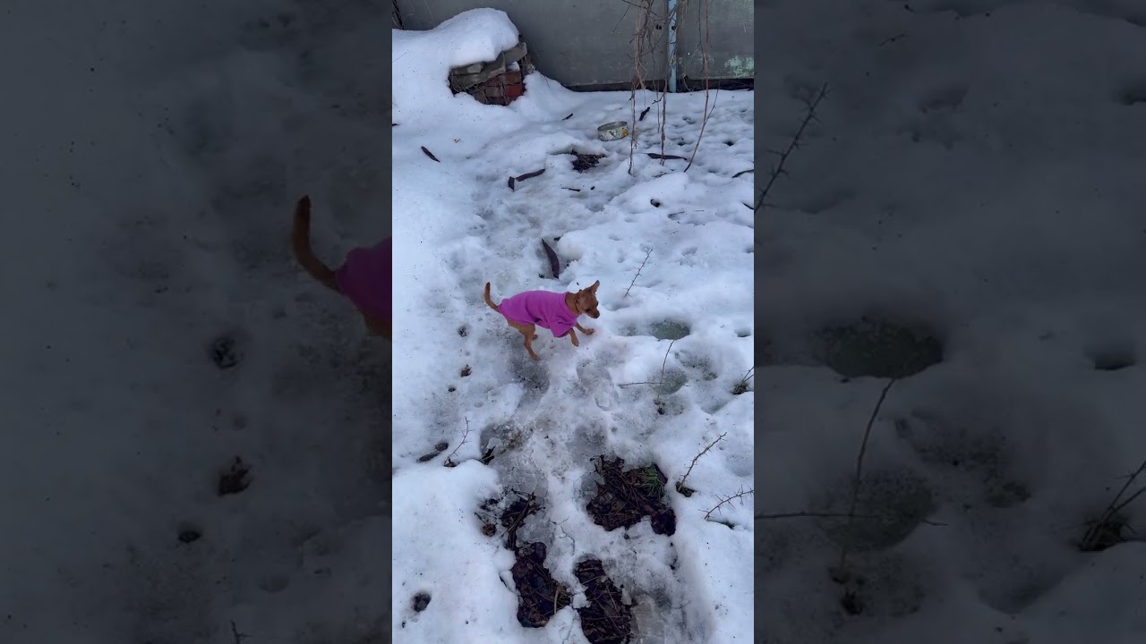 ЗИМА ОТСТУПИЛА)