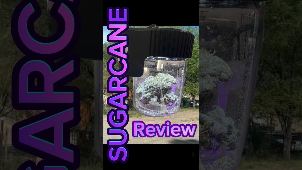 SUGARCANE Strain Review (Virtuous Cannabis)