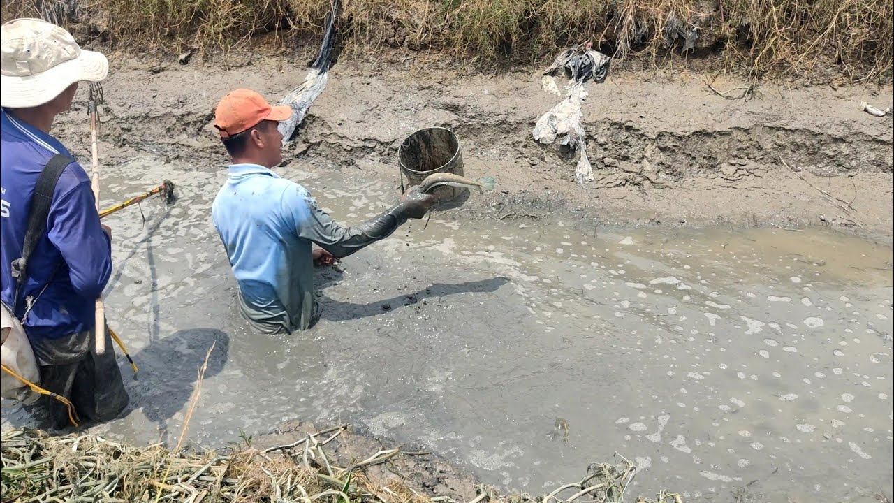 Tát ao bắt cá mùa nước cạn miền tây quê tôi.