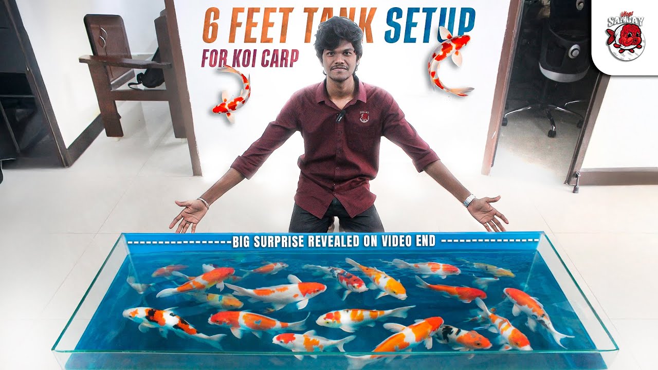 Koi carp fish tank setup | Episode 01