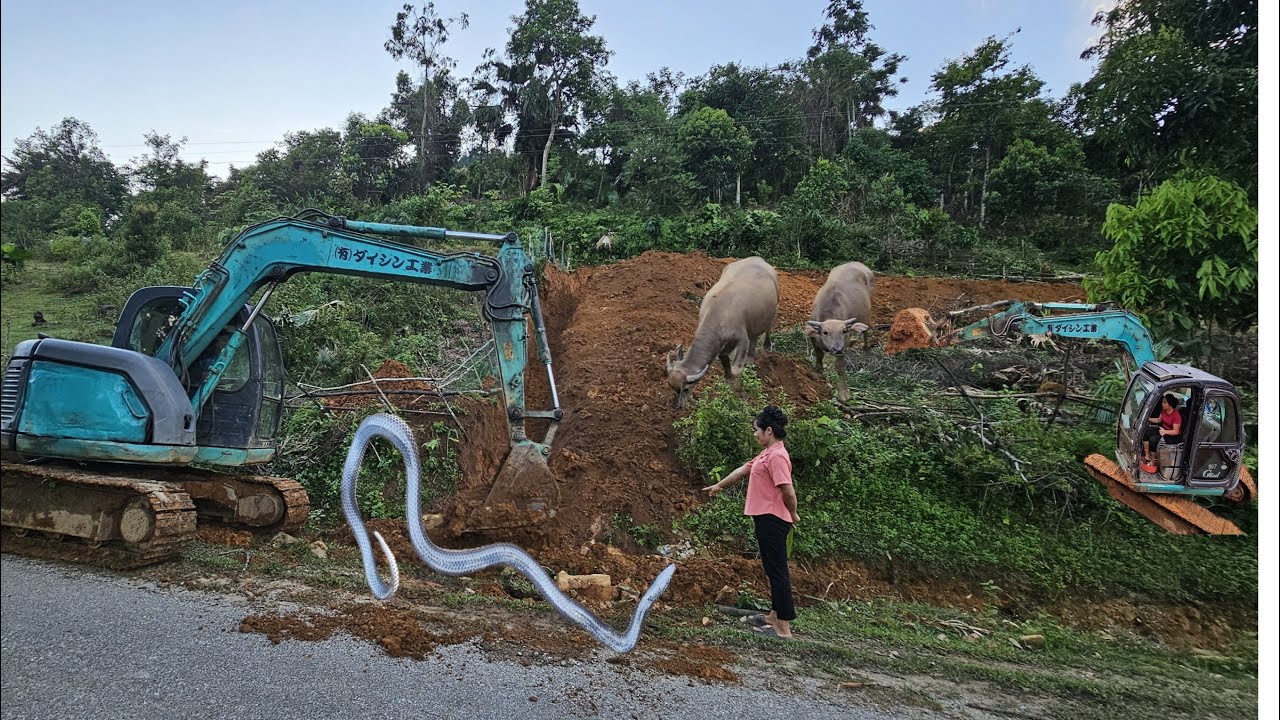 A day of work for the driver and the girl driving an excavator and truck in the countryside.