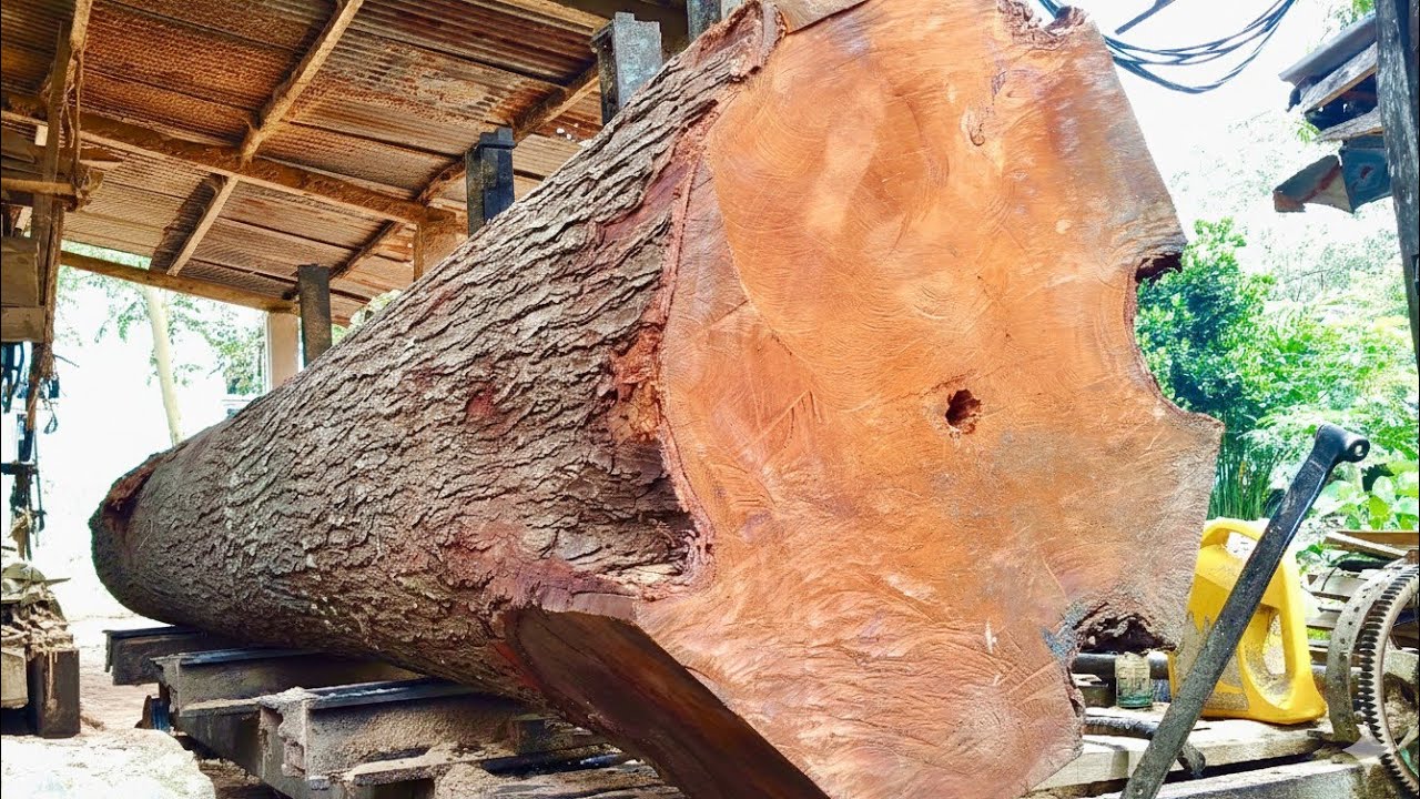 🌲ГИГАНТСКИЙ КОРЕНЬ КРАСНОГО ДЕРЕВА: ПОТРЯСАЮЩЕЕ ЧУДО ПРИРОДЫ🌲