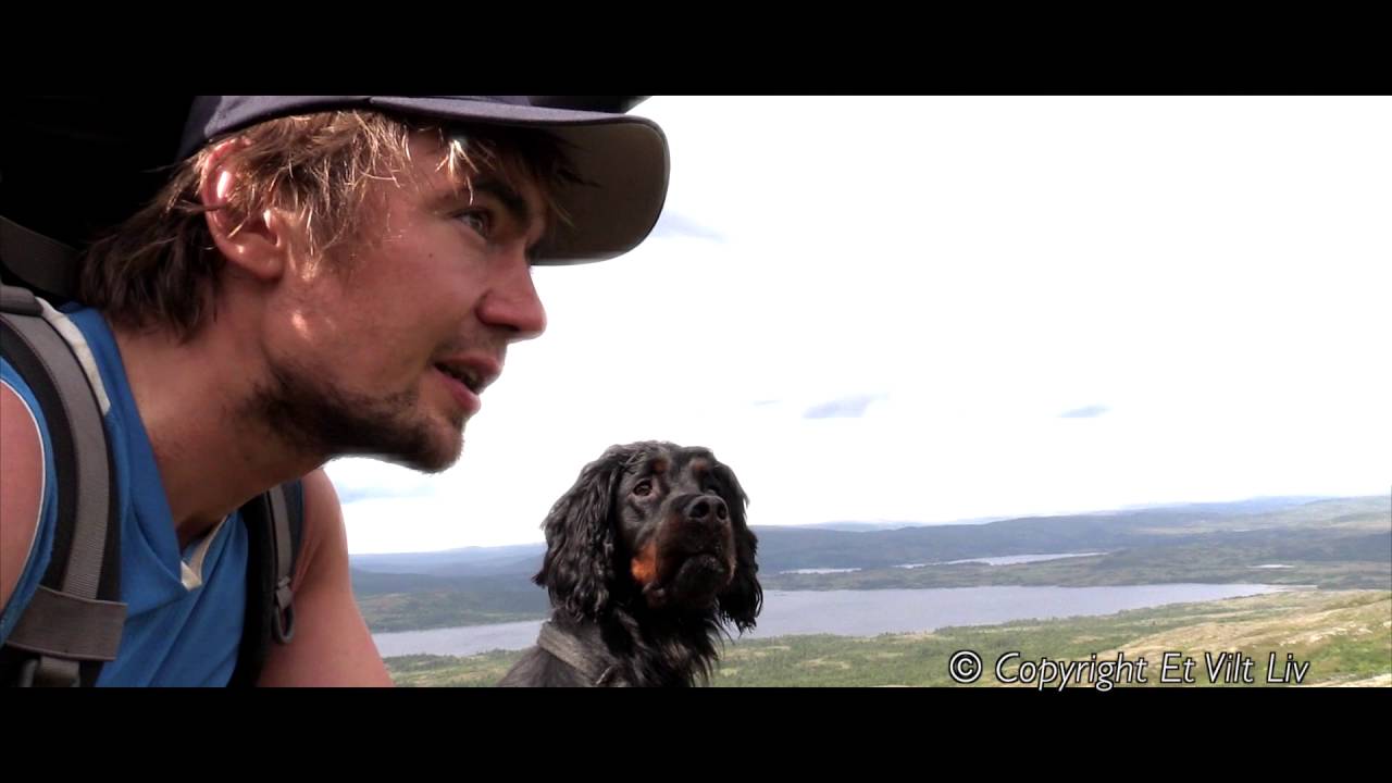 Jerv i Skjækerfjella