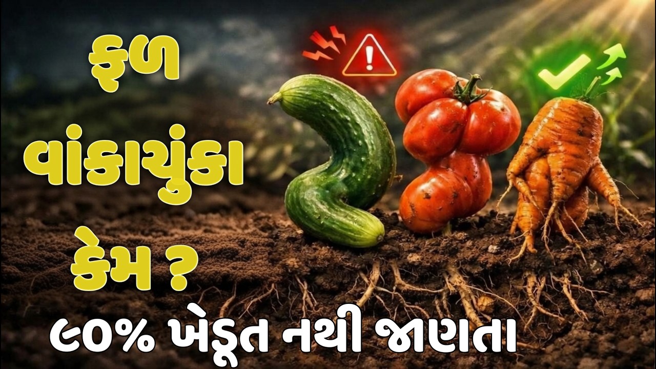 વાંકાં ફળનું રહસ્ય ખુલ્યું! ખેડૂતોએ જરૂર જોવો