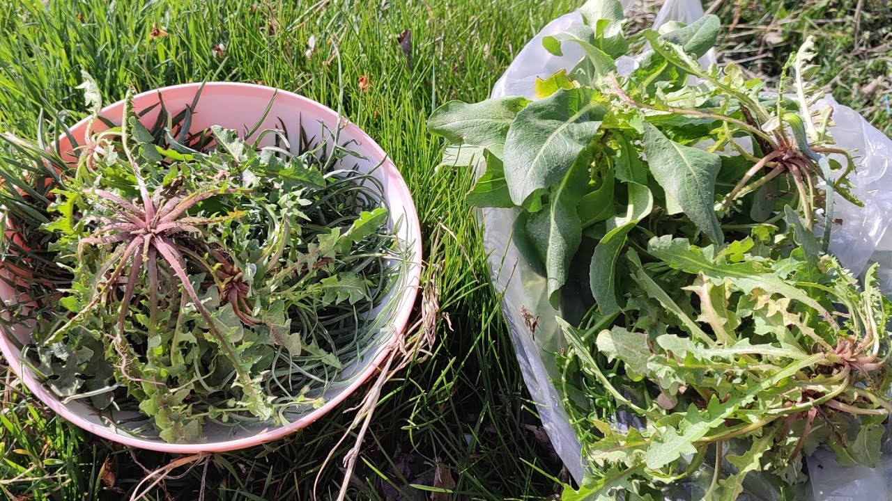 BU OTLARI 🥬GÖRÜNCE HEMEN TOPLAYIN HER YERDE BULUNAN YABANİ OTLAR YENİLE BİLEN OTLAR#yabaniotlar