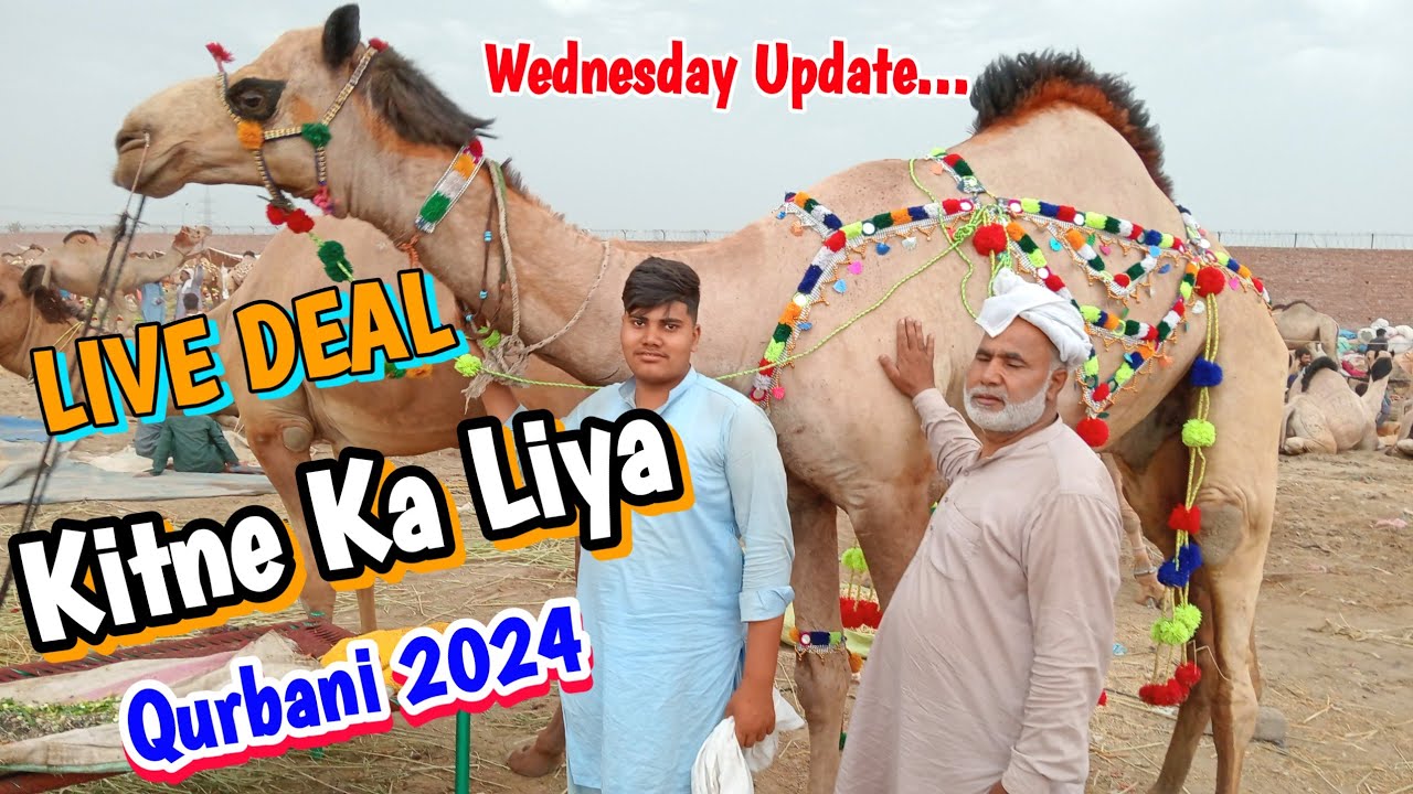🐪Kitne Ka Liya Camel Live Soda || Qurbani 2024 || Shahpur Kanjra Mandi Lahore @LahoriShauk