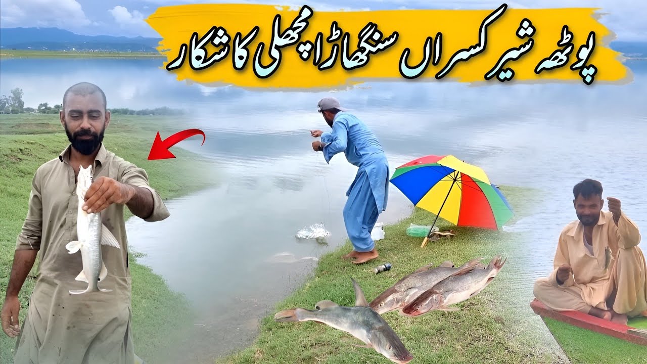 Potha Sher Kasran Singara Machli Ka Shikar Shuru Ho Gaya | Mangla Dam Fishing