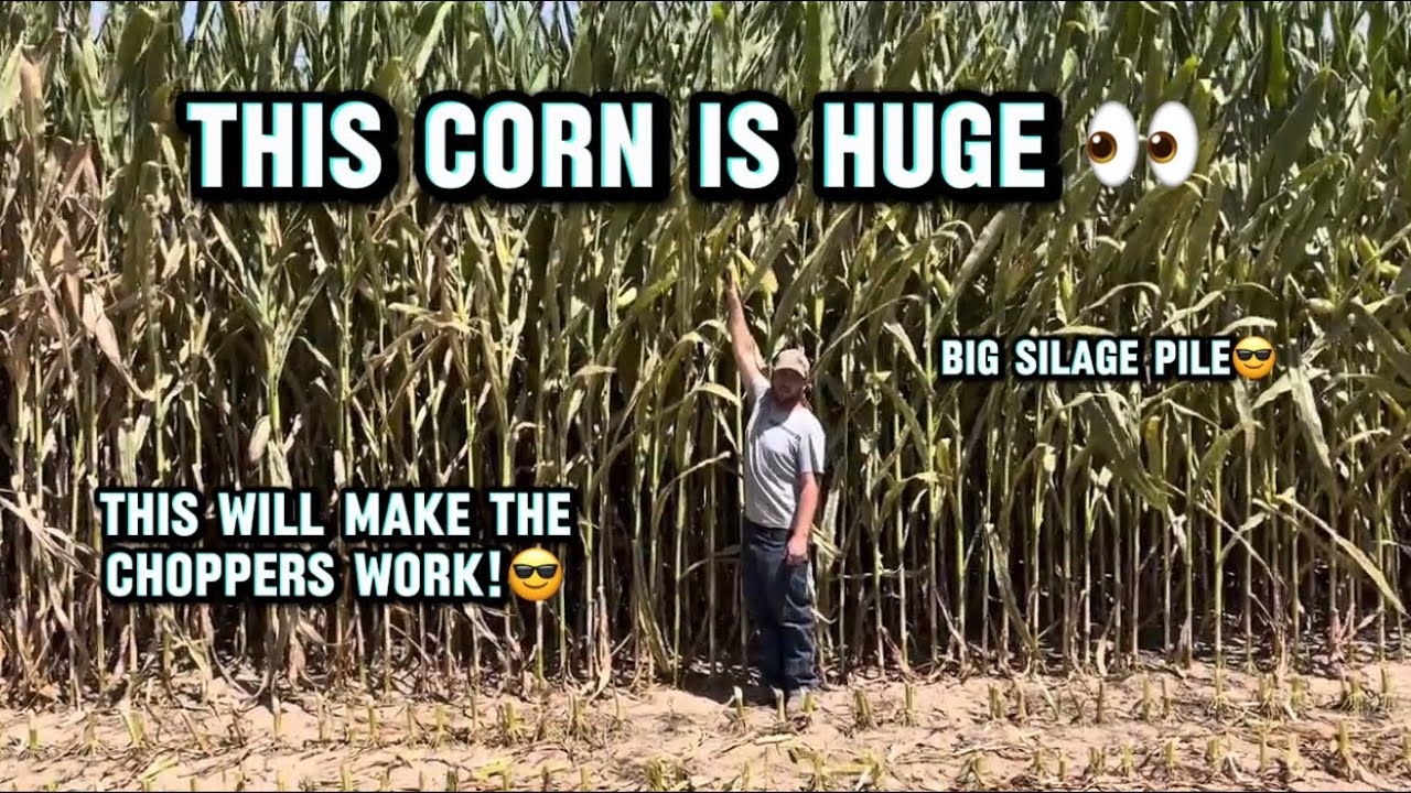 I can’t believe the tonnage on this corn 40+ 🌽 #silage #corncrop #cornsilage #tallcorn 