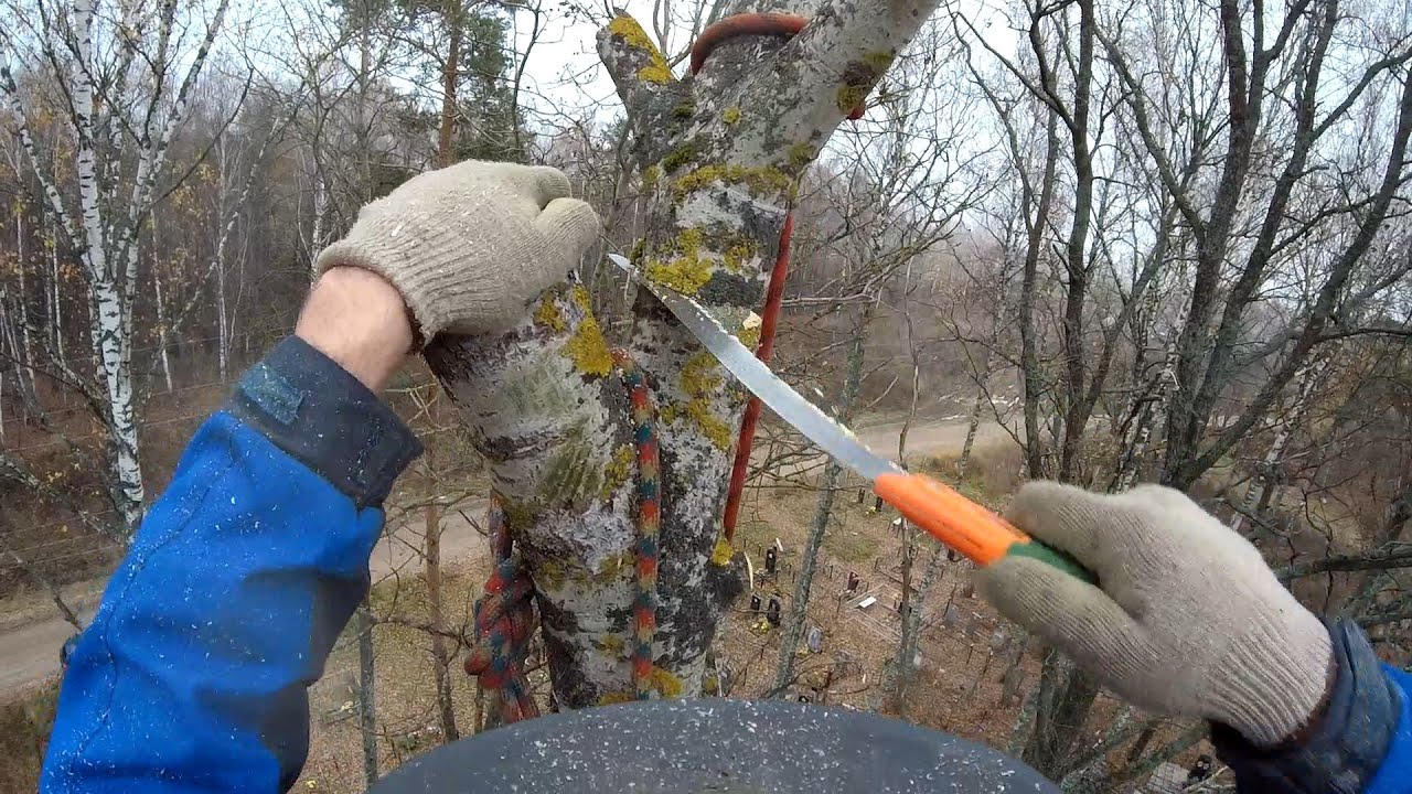 Нужно спилить дерево на кладбище We need to cut down a tree in the cemetery