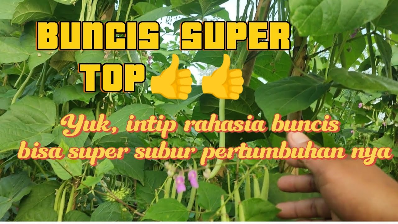 RAHASIA BUNCIS TUMBUH SUBUR DAN BESAR