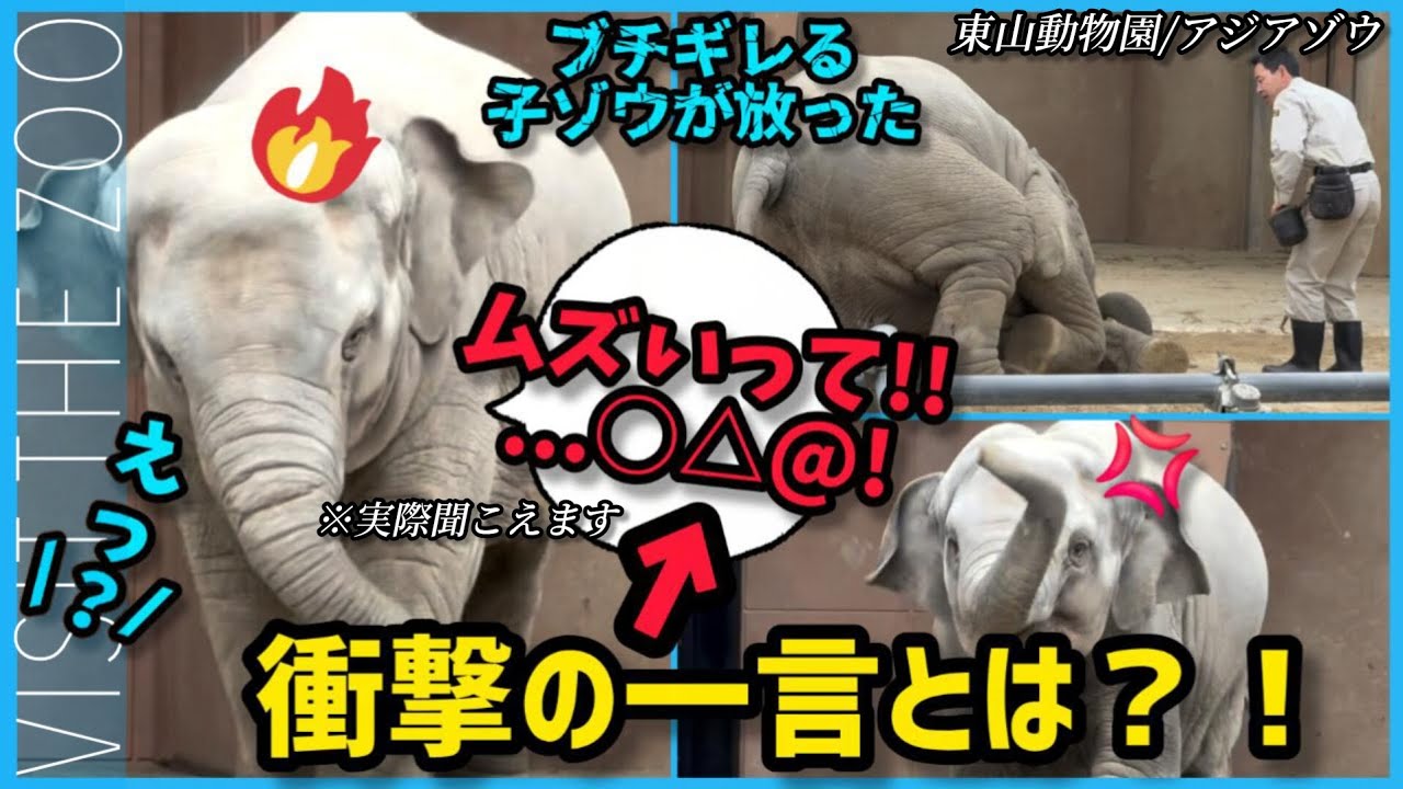 【閲覧注意】それ人間の言葉！ブチギレて驚愕のセリフを吐いてしまううららちゃん #東山動物園 #うらら #ブチギレ