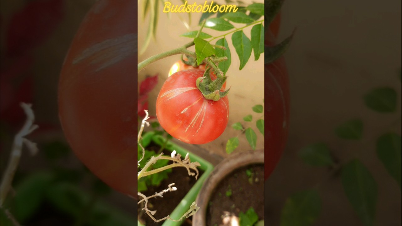 tomatoes grown in pot#budstobloom #homegarden #tomatoes #vegitablegarden #tomatoplant
