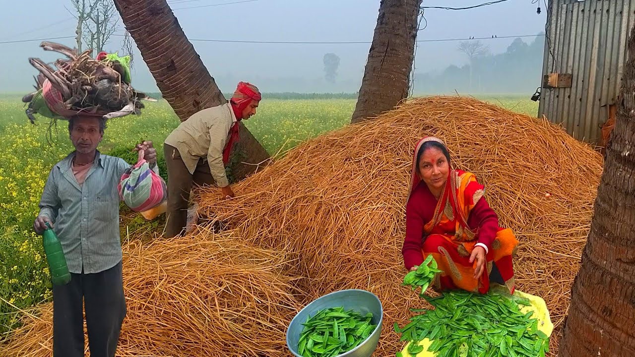 এইতো চলে আসছে আমাদের সবাইকে  আলো দিতে//শিম নিয়ে হাটে যাবে//  rural India  village vlog