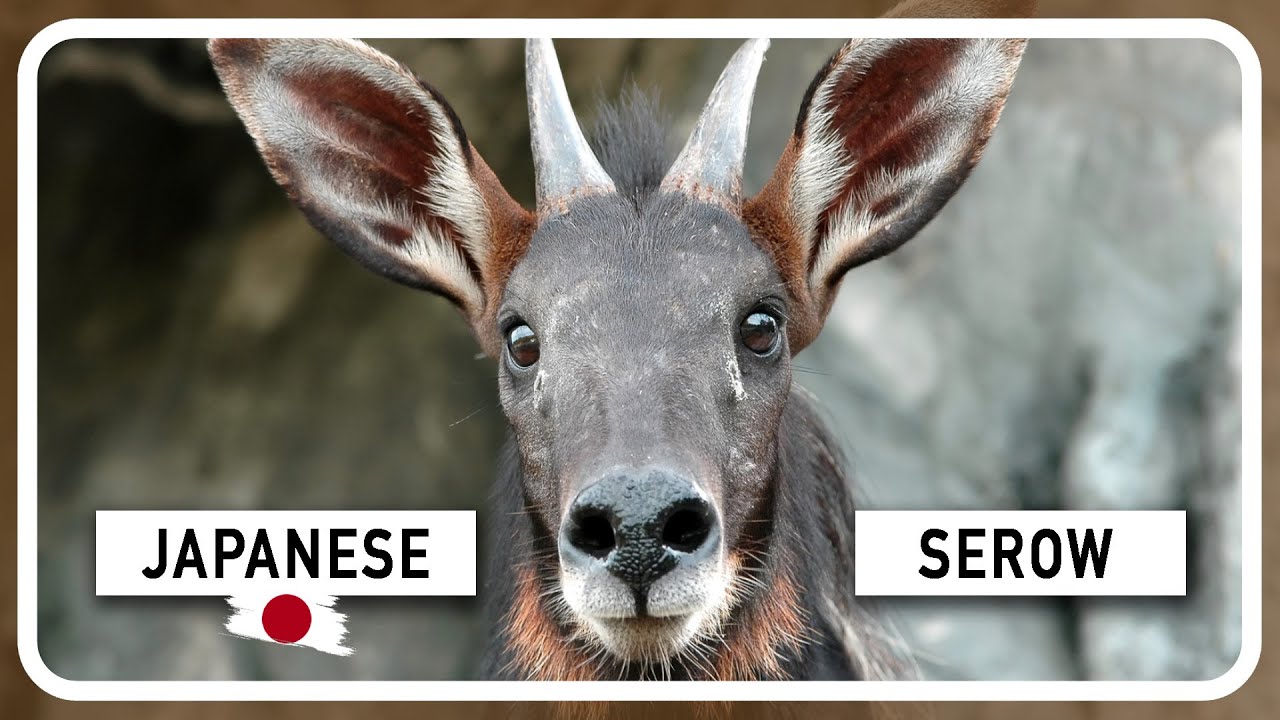 The Japanese Serow: A Rare and Unique Animal of Japan