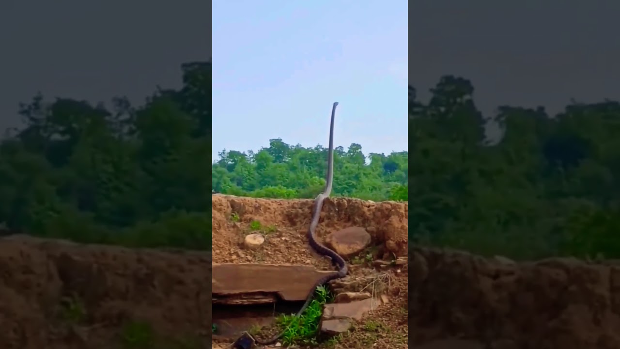 Black Mamba Huge!!! #shorts #farming #wildlife #snake #mamba #blackmamba #deadly