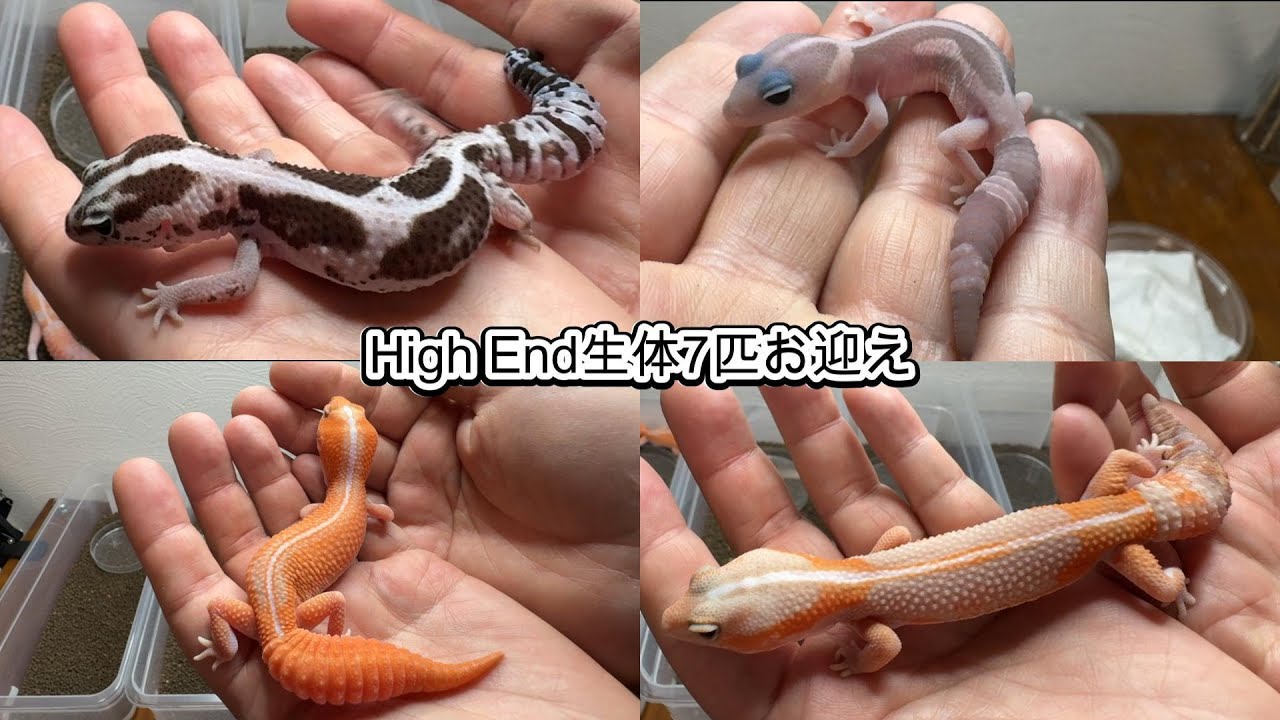 ニシアフ 思い切ってハイエンド7匹を一気にお迎え